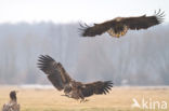 Zeearend (Haliaeetus albicilla)