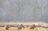 Zeearend (Haliaeetus albicilla)