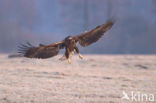 Zeearend (Haliaeetus albicilla)