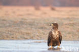 Zeearend (Haliaeetus albicilla)