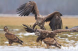 Zeearend (Haliaeetus albicilla)