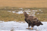 Zeearend (Haliaeetus albicilla)