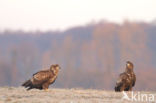 Zeearend (Haliaeetus albicilla)