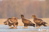 Zeearend (Haliaeetus albicilla)