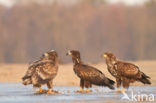 Zeearend (Haliaeetus albicilla)