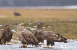 Zeearend (Haliaeetus albicilla)