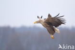 Zeearend (Haliaeetus albicilla)