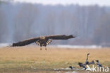 Zeearend (Haliaeetus albicilla)