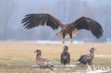 Zeearend (Haliaeetus albicilla)