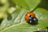 Zevenstippelig lieveheersbeestje (Coccinella septempunctata