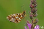 Zilveren maan (Boloria selene)