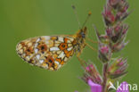 Zilveren maan (Boloria selene)