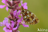 Zilveren maan (Boloria selene)