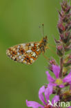 Zilveren maan (Boloria selene)