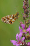 Zilveren maan (Boloria selene)