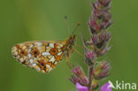 Zilveren maan (Boloria selene)