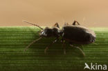 Syntomus truncatellus