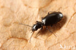 Zwarte Dwergloper (Syntomus truncatellus)