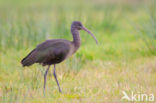 Glossy Ibis (Plegadis falcinellus)