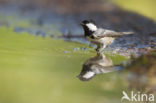 Zwarte Mees (Parus ater)