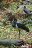 Zwarte Ooievaar (Ciconia nigra)