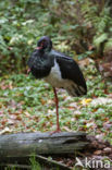 Zwarte Ooievaar (Ciconia nigra)