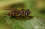 Epistrophe nitidicollis