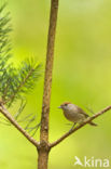 Blackcap (Sylvia atricapilla)