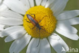 Zwartstreepsmalbok (Stenurella melanura)