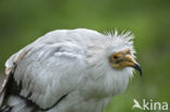 Egyptian vulture (Neophron percnopterus)