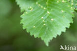 elm leafgall mite (Aceria campestricola)