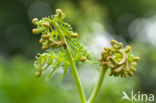 Western brackenfern (Pteridium aquilinum)