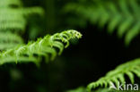 Western brackenfern (Pteridium aquilinum)