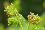 Western brackenfern (Pteridium aquilinum)