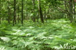 Western brackenfern (Pteridium aquilinum)