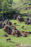 Afrikaanse olifant (Loxodonta africana)