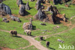 Afrikaanse olifant (Loxodonta africana)