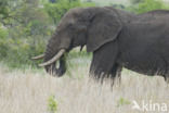 Afrikaanse olifant (Loxodonta africana)