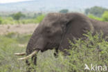 Afrikaanse olifant (Loxodonta africana)