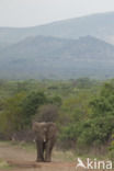 Afrikaanse olifant (Loxodonta africana)