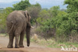 Afrikaanse olifant (Loxodonta africana)