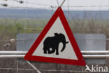 African elephant (Loxodonta africana)