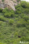 Afrikaanse olifant (Loxodonta africana)