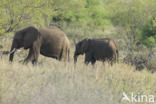 Afrikaanse olifant (Loxodonta africana)