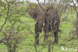 Afrikaanse olifant (Loxodonta africana)