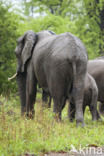 Afrikaanse olifant (Loxodonta africana)