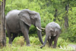 Afrikaanse olifant (Loxodonta africana)