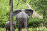 Afrikaanse olifant (Loxodonta africana)