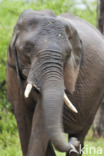 Afrikaanse olifant (Loxodonta africana)