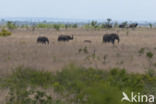 Afrikaanse olifant (Loxodonta africana)